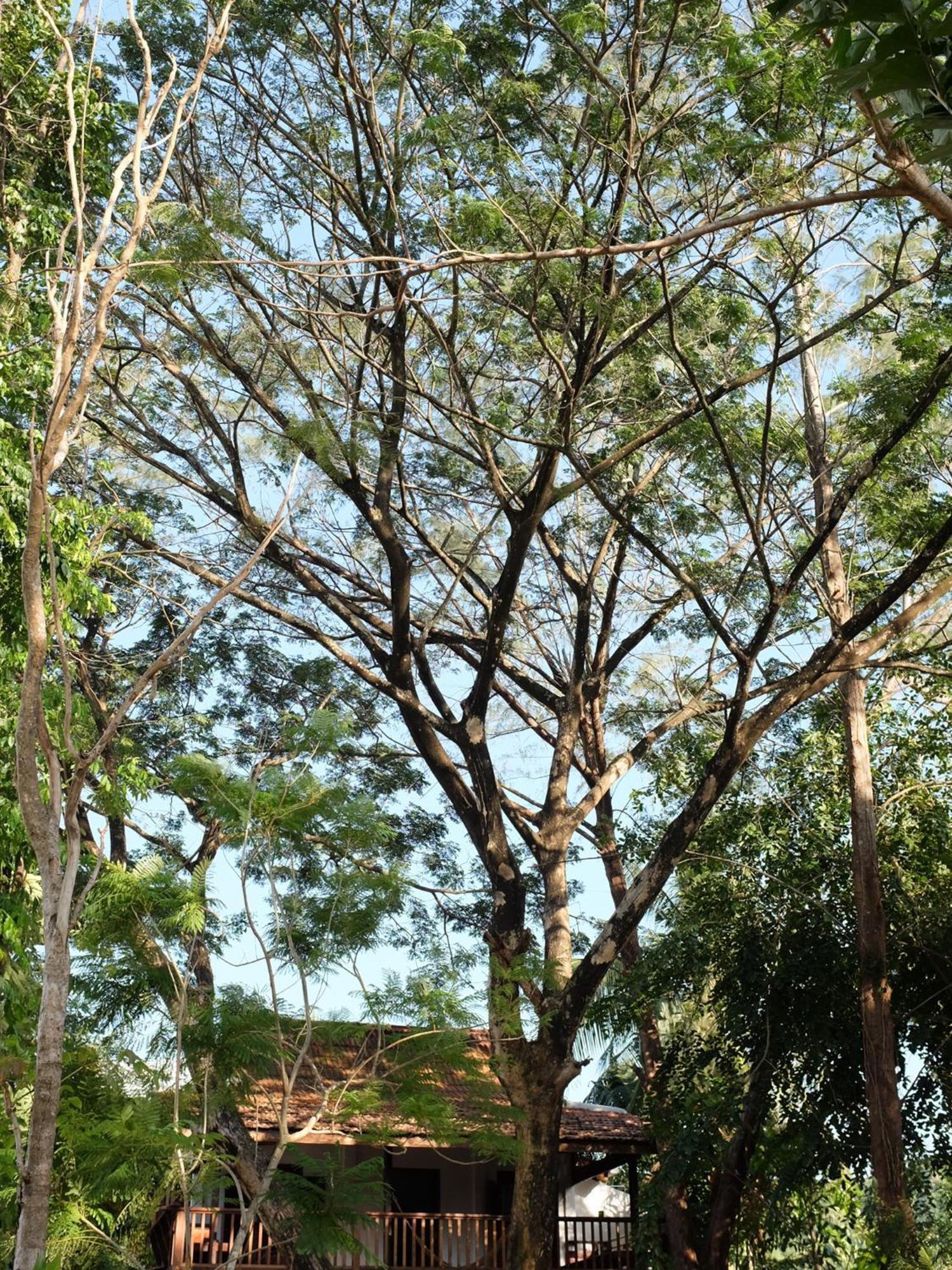 Rumah Jah Langkawi Pantai Cenang  Exterior foto